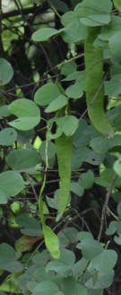 Live Plant Image