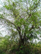 Live Plant Image