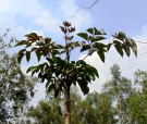 Live Plant Image