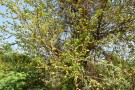 Live Plant Image