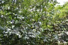 Live Plant Image