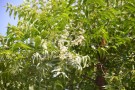 Live Plant Image