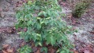 Live Plant Image