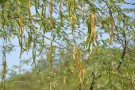 Live Plant Image