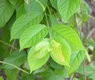 Live Plant Image