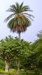 Live Plant Image