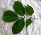 Live Plant Image