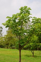 Live Plant Image
