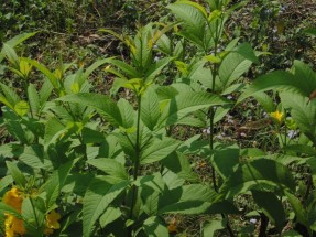 Live Plant Image