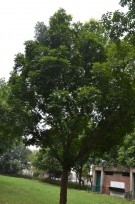 Live Plant Image