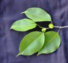 Live Plant Image
