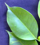 Live Plant Image