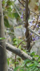 Live Plant Image