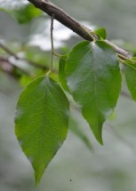 Live Plant Image