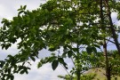 Live Plant Image