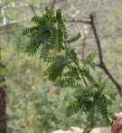 Live Plant Image