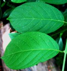 Live Plant Image