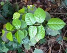 Live Plant Image