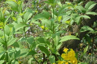 Live Plant Image