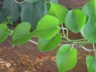 Live Plant Image