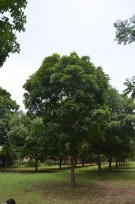 Live Plant Image