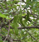Live Plant Image