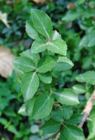 Live Plant Image