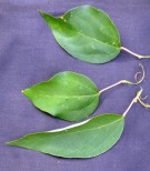 Live Plant Image