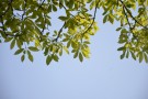 Live Plant Image