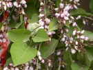 Live Plant Image