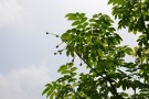 Live Plant Image