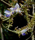 Live Plant Image