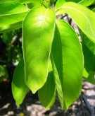 Live Plant Image