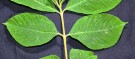 Live Plant Image