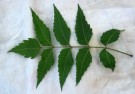 Live Plant Image