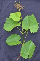 Live Plant Image