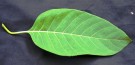 Live Plant Image
