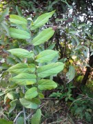 Live Plant Image