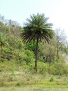 Live Plant Image
