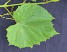 Live Plant Image