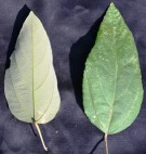 Live Plant Image