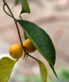Live Plant Image