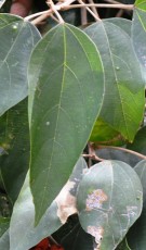 Live Plant Image