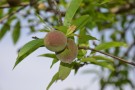 Live Plant Image