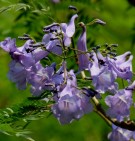 Live Plant Image