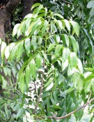 Live Plant Image