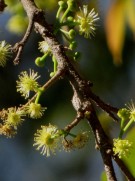 Live Plant Image