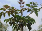 Live Plant Image