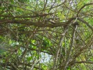 Live Plant Image