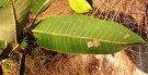 Live Plant Image